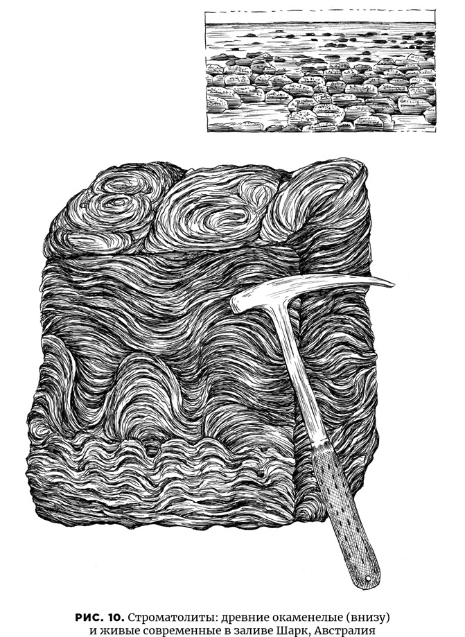 Иллюстрация к книге — Осознание времени. Прошлое и будущее Земли глазами геолога [i_015.jpg]