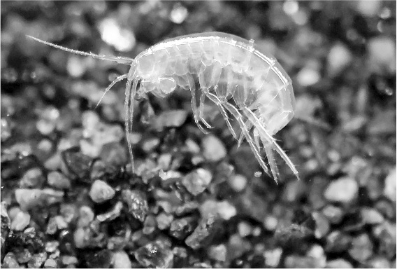 Иллюстрация к книге — Не один дома. Естественная история нашего жилища от бактерий до многоножек, тараканов и пауков [i_011.jpg]