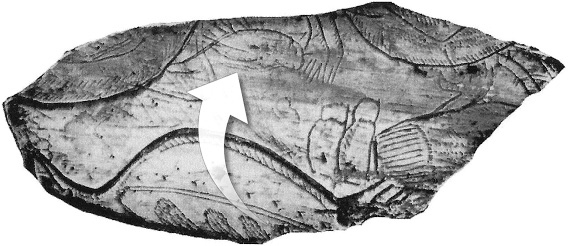 Иллюстрация к книге — Не один дома. Естественная история нашего жилища от бактерий до многоножек, тараканов и пауков [i_012.jpg]