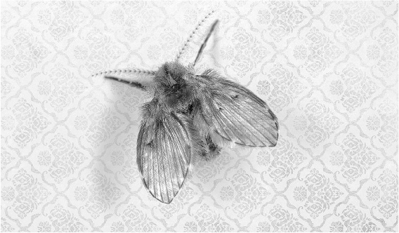 Иллюстрация к книге — Не один дома. Естественная история нашего жилища от бактерий до многоножек, тараканов и пауков [i_017.jpg]