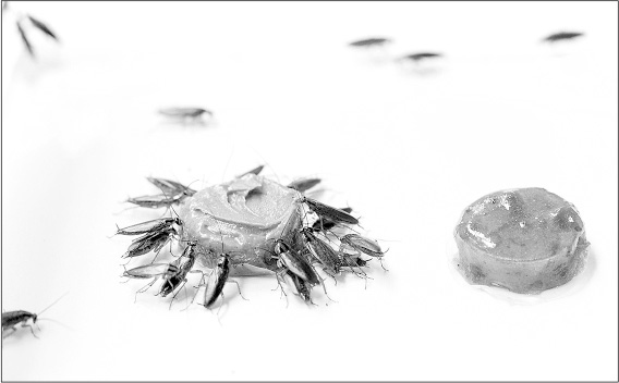 Иллюстрация к книге — Не один дома. Естественная история нашего жилища от бактерий до многоножек, тараканов и пауков [i_019.jpg]