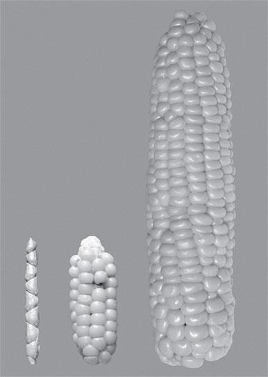 Иллюстрация к книге — Съедобная история человечества. Еда как она есть – от жертвоприношения до консервной банки [i_001.jpg]