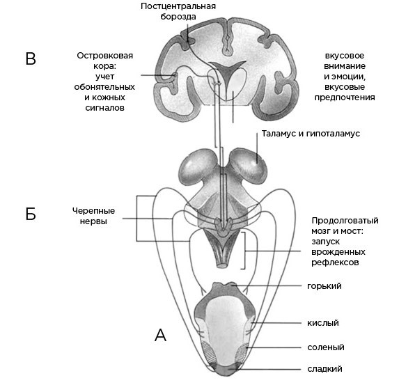 Иллюстрация к книге — Мозг и его потребности. От питания до признания [i_006.jpg]