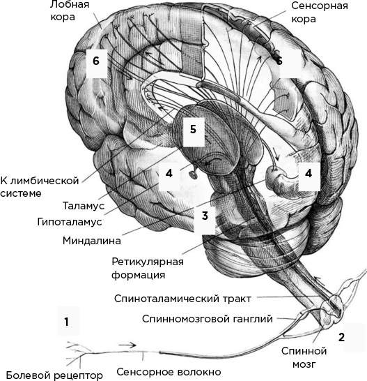 Иллюстрация к книге — Мозг и его потребности. От питания до признания [i_010.jpg]