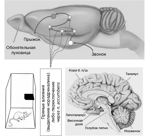 Иллюстрация к книге — Мозг и его потребности. От питания до признания [i_012.jpg]