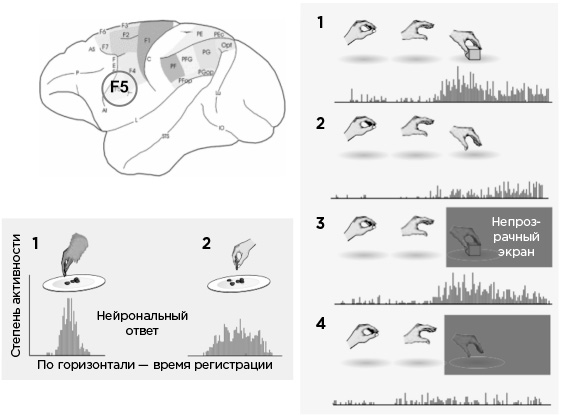 Иллюстрация к книге — Мозг и его потребности. От питания до признания [i_019.jpg]