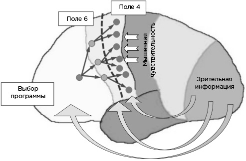 Иллюстрация к книге — Мозг и его потребности. От питания до признания [i_021.jpg]