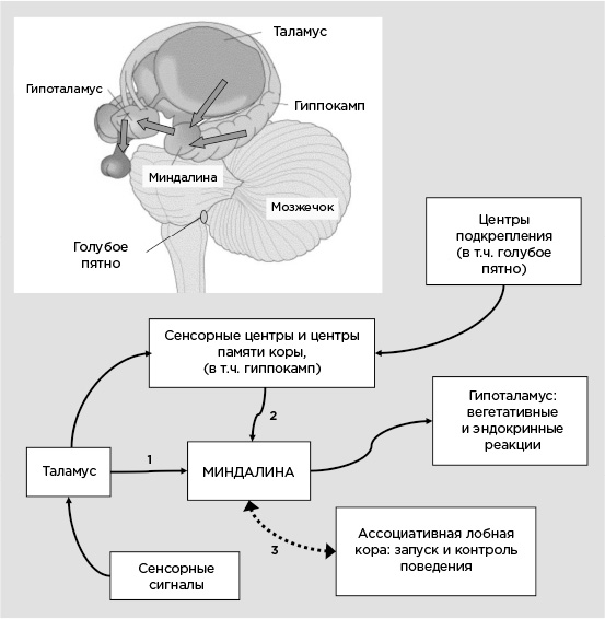 Иллюстрация к книге — Мозг и его потребности. От питания до признания [i_022.jpg]
