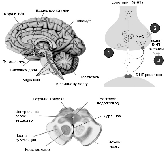 Иллюстрация к книге — Мозг и его потребности. От питания до признания [i_027.jpg]