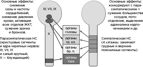 Иллюстрация к книге — Мозг и его потребности. От питания до признания [i_029.jpg]
