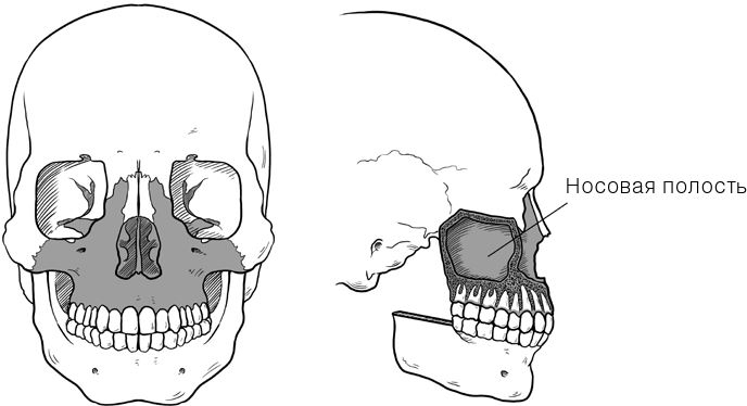 Иллюстрация к книге — Челюсти. Научное исследование о взаимосвязи между зубами, мозгом и кишечником + 40-дневный план питания, который поможет вернуть в норму здоровье ротовой полости и сформировать иммунитет к кариесу [i_011.jpg]