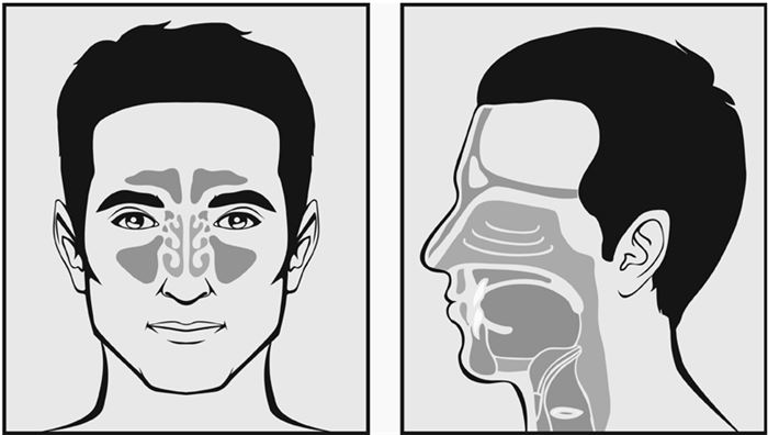 Иллюстрация к книге — Челюсти. Научное исследование о взаимосвязи между зубами, мозгом и кишечником + 40-дневный план питания, который поможет вернуть в норму здоровье ротовой полости и сформировать иммунитет к кариесу [i_014.jpg]