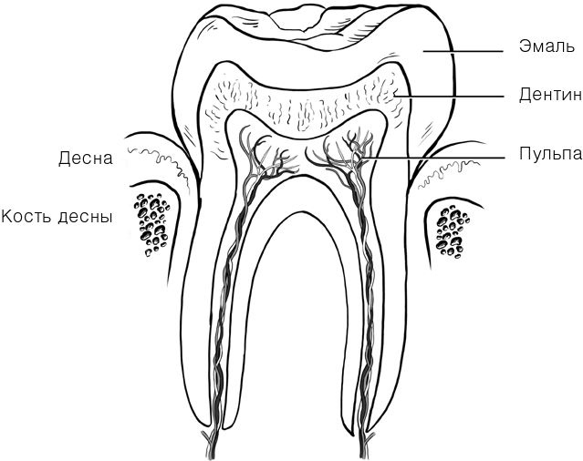 Иллюстрация к книге — Челюсти. Научное исследование о взаимосвязи между зубами, мозгом и кишечником + 40-дневный план питания, который поможет вернуть в норму здоровье ротовой полости и сформировать иммунитет к кариесу [i_017.jpg]
