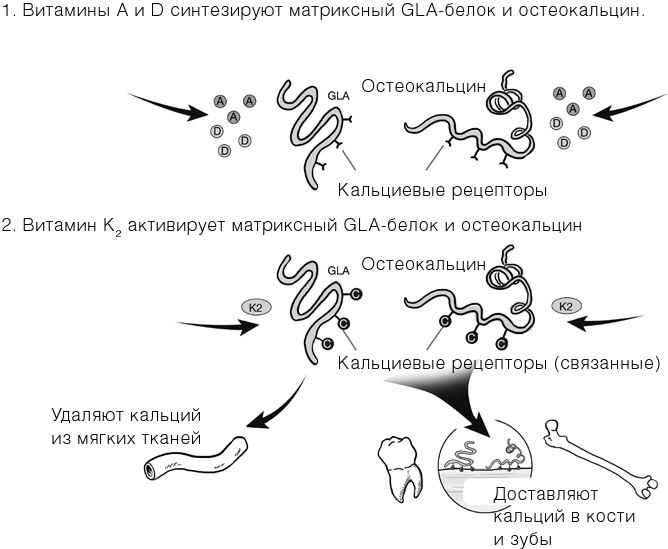 Иллюстрация к книге — Челюсти. Научное исследование о взаимосвязи между зубами, мозгом и кишечником + 40-дневный план питания, который поможет вернуть в норму здоровье ротовой полости и сформировать иммунитет к кариесу [i_020.jpg]