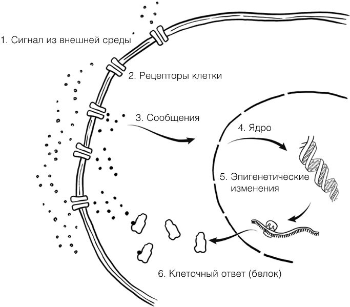 Иллюстрация к книге — Челюсти. Научное исследование о взаимосвязи между зубами, мозгом и кишечником + 40-дневный план питания, который поможет вернуть в норму здоровье ротовой полости и сформировать иммунитет к кариесу [i_029.jpg]