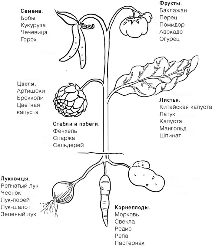 Иллюстрация к книге — Челюсти. Научное исследование о взаимосвязи между зубами, мозгом и кишечником + 40-дневный план питания, который поможет вернуть в норму здоровье ротовой полости и сформировать иммунитет к кариесу [i_043.jpg]