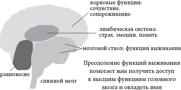 Иллюстрация к книге — One simple thing: почему йога работает? Новый взгляд на науку йоги [i_007.jpg]