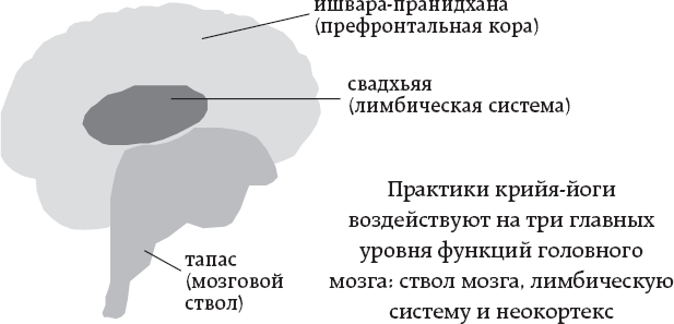 Иллюстрация к книге — One simple thing: почему йога работает? Новый взгляд на науку йоги [i_008.jpg]