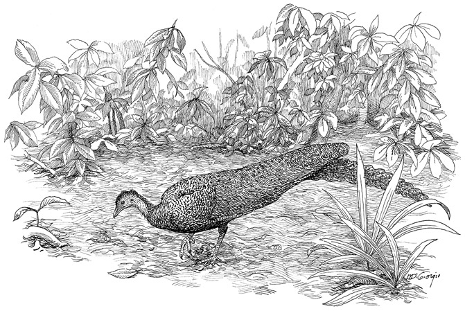 Иллюстрация к книге — Эволюция красоты. Как дарвиновская теория полового отбора объясняет животный мир – и нас самих [i_007.jpg]