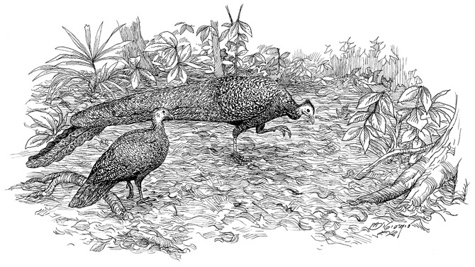 Иллюстрация к книге — Эволюция красоты. Как дарвиновская теория полового отбора объясняет животный мир – и нас самих [i_008.jpg]