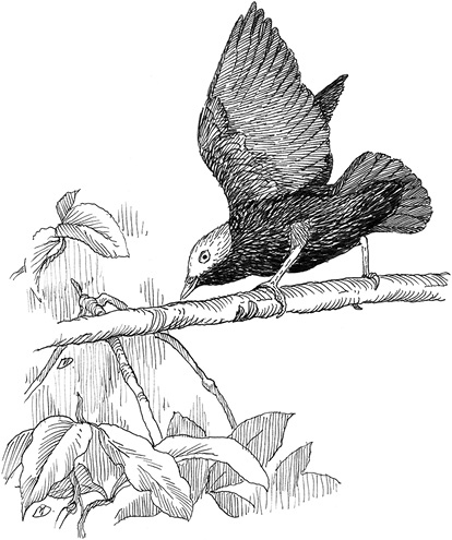 Иллюстрация к книге — Эволюция красоты. Как дарвиновская теория полового отбора объясняет животный мир – и нас самих [i_014.jpg]