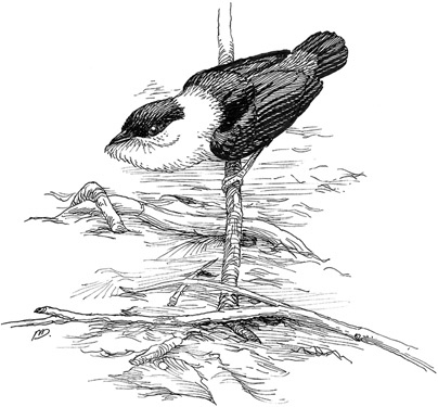 Иллюстрация к книге — Эволюция красоты. Как дарвиновская теория полового отбора объясняет животный мир – и нас самих [i_016.jpg]