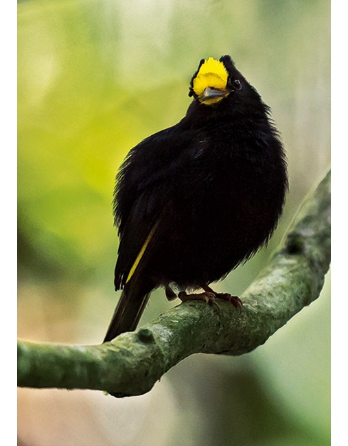 Иллюстрация к книге — Эволюция красоты. Как дарвиновская теория полового отбора объясняет животный мир – и нас самих [i_021.jpg]