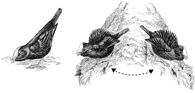 Иллюстрация к книге — Эволюция красоты. Как дарвиновская теория полового отбора объясняет животный мир – и нас самих [i_023.jpg]
