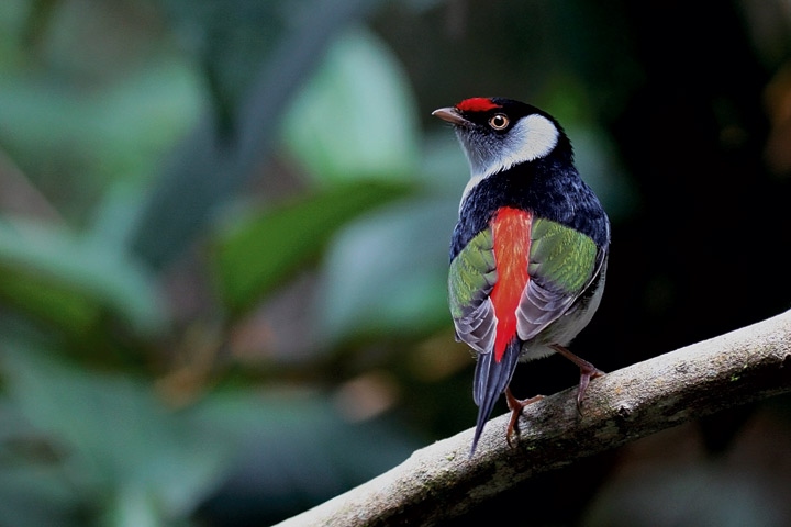 Иллюстрация к книге — Эволюция красоты. Как дарвиновская теория полового отбора объясняет животный мир – и нас самих [i_024.jpg]