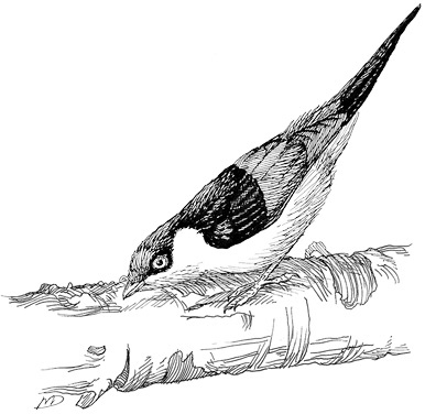 Иллюстрация к книге — Эволюция красоты. Как дарвиновская теория полового отбора объясняет животный мир – и нас самих [i_025.jpg]