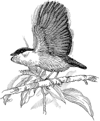 Иллюстрация к книге — Эволюция красоты. Как дарвиновская теория полового отбора объясняет животный мир – и нас самих [i_028.jpg]