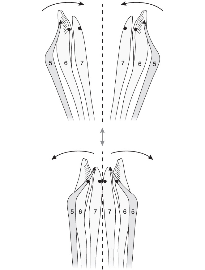Иллюстрация к книге — Эволюция красоты. Как дарвиновская теория полового отбора объясняет животный мир – и нас самих [i_031.jpg]