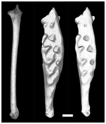 Иллюстрация к книге — Эволюция красоты. Как дарвиновская теория полового отбора объясняет животный мир – и нас самих [i_032.jpg]