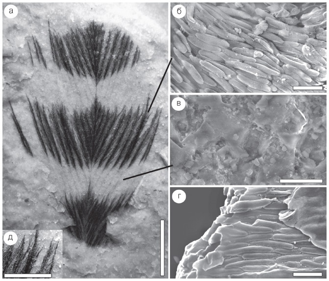 Иллюстрация к книге — Эволюция красоты. Как дарвиновская теория полового отбора объясняет животный мир – и нас самих [i_035.jpg]