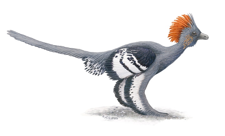 Иллюстрация к книге — Эволюция красоты. Как дарвиновская теория полового отбора объясняет животный мир – и нас самих [i_037.jpg]