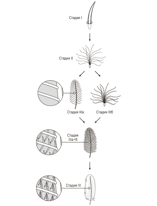 Иллюстрация к книге — Эволюция красоты. Как дарвиновская теория полового отбора объясняет животный мир – и нас самих [i_038.jpg]