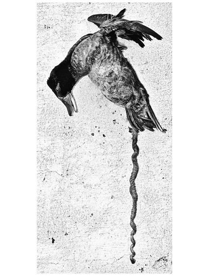 Иллюстрация к книге — Эволюция красоты. Как дарвиновская теория полового отбора объясняет животный мир – и нас самих [i_041.jpg]