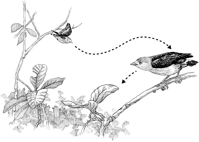 Иллюстрация к книге — Эволюция красоты. Как дарвиновская теория полового отбора объясняет животный мир – и нас самих [i_053.jpg]