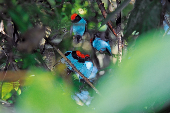 Иллюстрация к книге — Эволюция красоты. Как дарвиновская теория полового отбора объясняет животный мир – и нас самих [i_054.jpg]