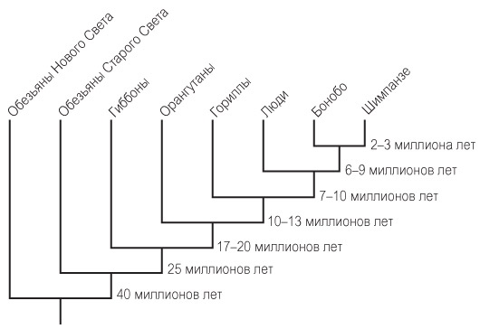Иллюстрация к книге — Эволюция красоты. Как дарвиновская теория полового отбора объясняет животный мир – и нас самих [i_056.jpg]