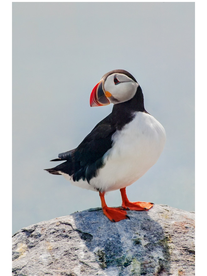 Иллюстрация к книге — Эволюция красоты. Как дарвиновская теория полового отбора объясняет животный мир – и нас самих [i_062.jpg]