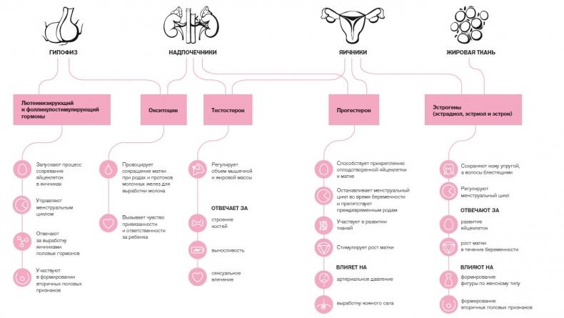 Иллюстрация к книге — Вся правда о гормонах. Секс, красота, здоровье, карьера [i_006.jpg]
