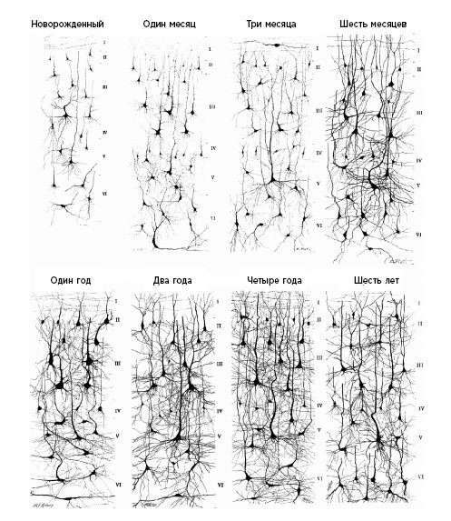 Иллюстрация к книге — Как мы учимся. Почему мозг учится лучше, чем любая машина… пока [i_006.jpg]