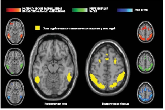Иллюстрация к книге — Как мы учимся. Почему мозг учится лучше, чем любая машина… пока [i_033.jpg]