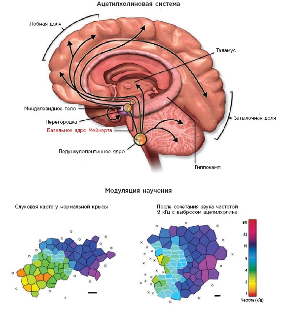 Иллюстрация к книге — Как мы учимся. Почему мозг учится лучше, чем любая машина… пока [i_037.jpg]