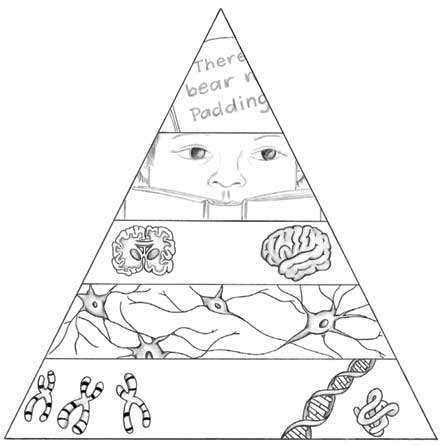 Иллюстрация к книге — Пруст и кальмар. Нейробиология чтения [i_001.jpg]