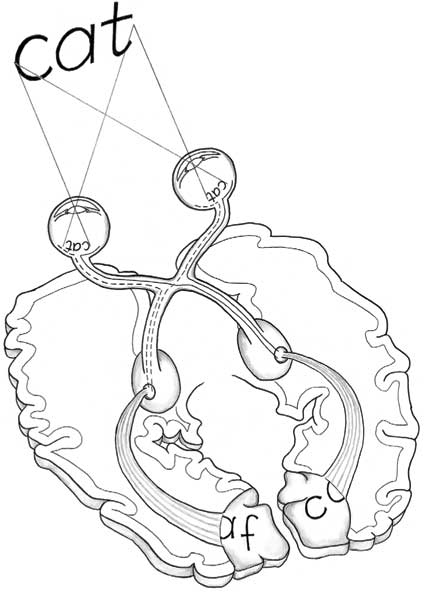 Иллюстрация к книге — Пруст и кальмар. Нейробиология чтения [i_002.jpg]