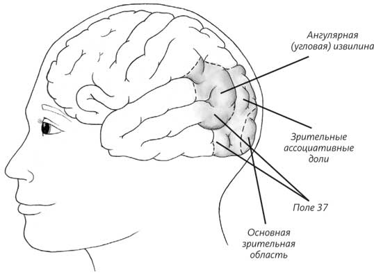 Иллюстрация к книге — Пруст и кальмар. Нейробиология чтения [i_004.jpg]