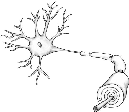 Иллюстрация к книге — Пруст и кальмар. Нейробиология чтения [i_010.jpg]