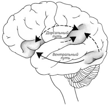 Иллюстрация к книге — Пруст и кальмар. Нейробиология чтения [i_014.jpg]